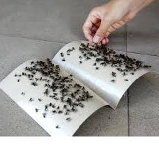 Cách diệt ruồi hiệu quả tại nhà bằng bẫy dính
